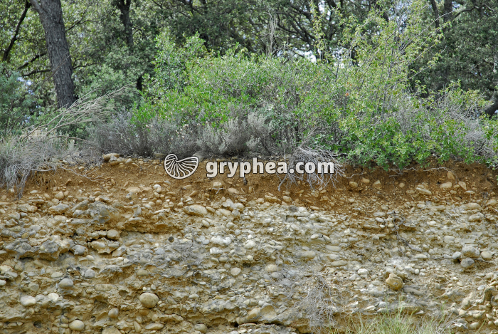 Sol sur anciens alluvions - gryphea.org